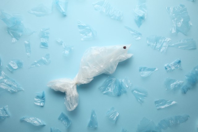 マイクロプラスチックを魚が食べる様子（イメージ）