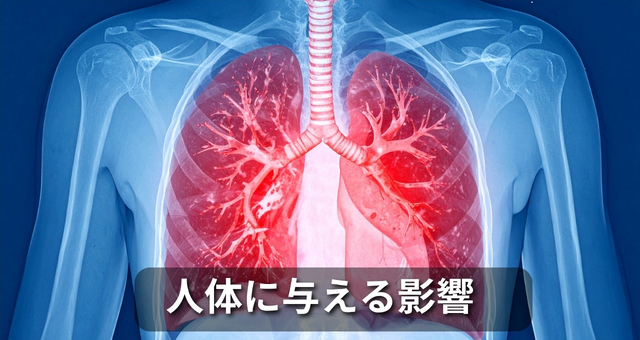 人間の呼吸器系