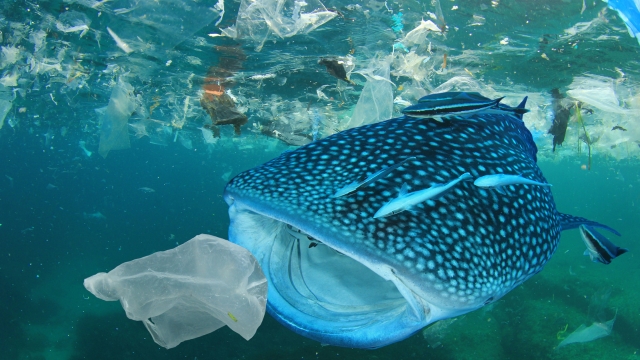 プラスチックごみが与える環境・生態系への影響（イメージ）